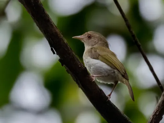 File:Hylophilus brunneiceps - Brown-headed Greenlet, Iranduba, Amazonas, Brazil 02.jpg