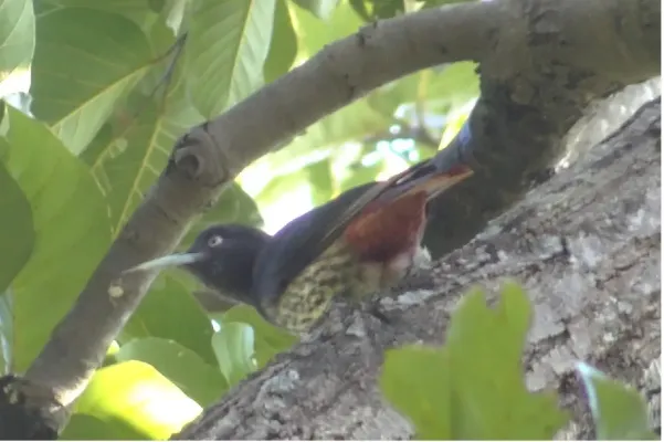 File:Oriolus traillii (10.3897-BDJ.9.e61422) Figure 3 e.jpg