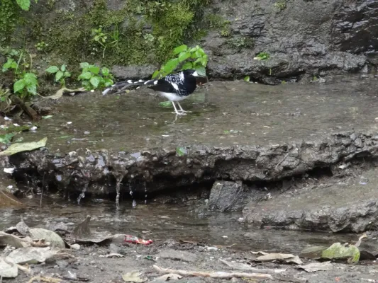File:Enicurus maculatus (10.3897-BDJ.9.e61422) Figure 3 a.jpg