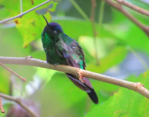 File:Thalurania glaucopis (J.F.Gmelin, 1788) 1802647365.jpg
