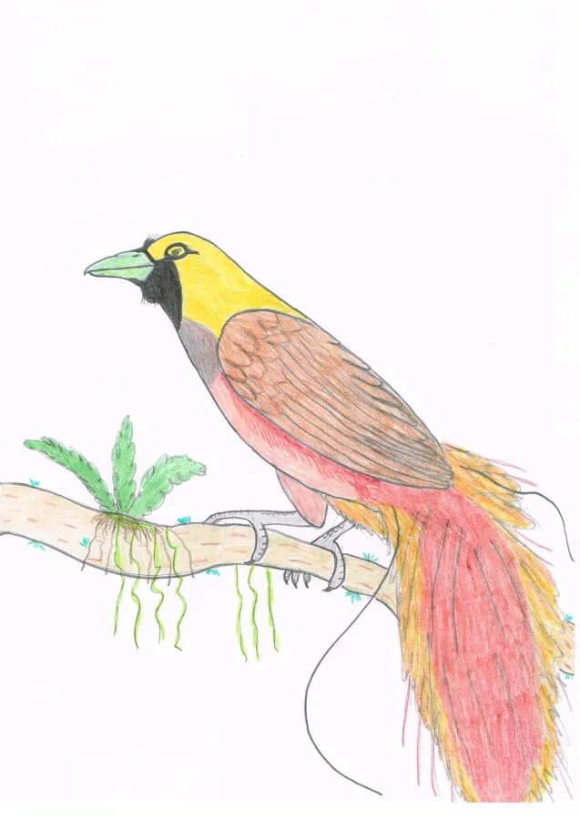 File:Paradisaea decora, Goldie's bird of paradise, Cudowronka tęczowa.jpg