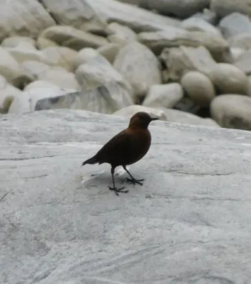 File:Cinclus pallasii 177220033.jpg