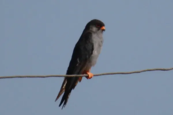 File:Falco amurensis -Mongolia-8.jpg