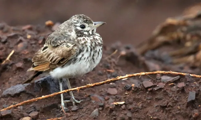 File:Dusky lark (Pinarocorys nigricans) (51846911235).jpg
