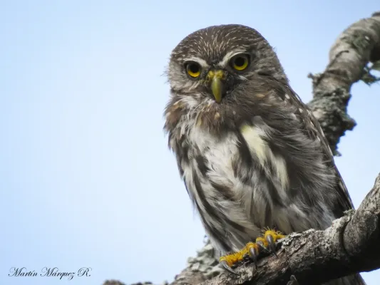 File:Glaucidium brasilianum 150169351.jpg