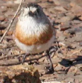 File:Aphelocephala pectoralis 1.jpg