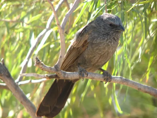 File:Apostlebird - Struthidea cinerea 01.jpg