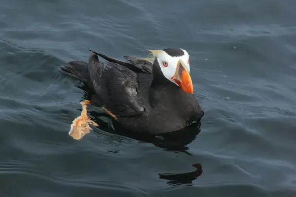 File:Fratercula cirrhata.jpg