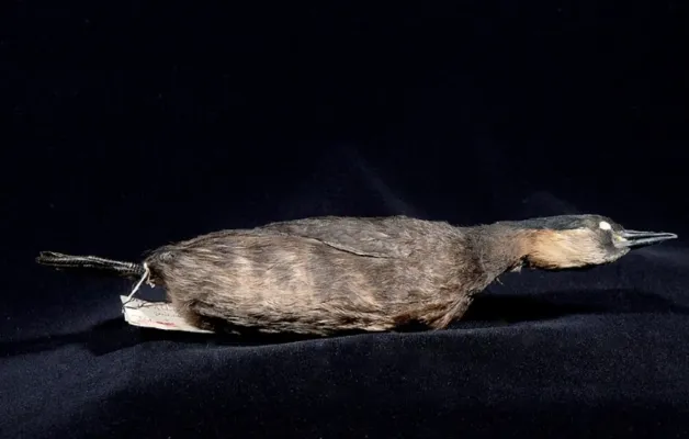 File:Tachybaptus rufolavatus (Delacour, 1932) 2434102474.jpg