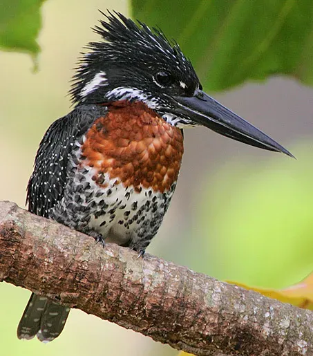File:Flickr - Rainbirder - Giant Kingfisher (Megaceryle maxima) male (cropped).jpg