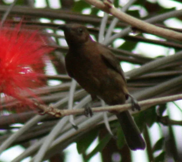 File:Myzomela obscura 1.jpg
