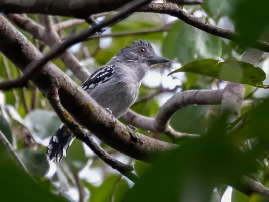 File:Thamnophilus punctatus - Northern Slaty Antshrike (male), Presidente Figueiredo, Amazonas, Brazil.jpg