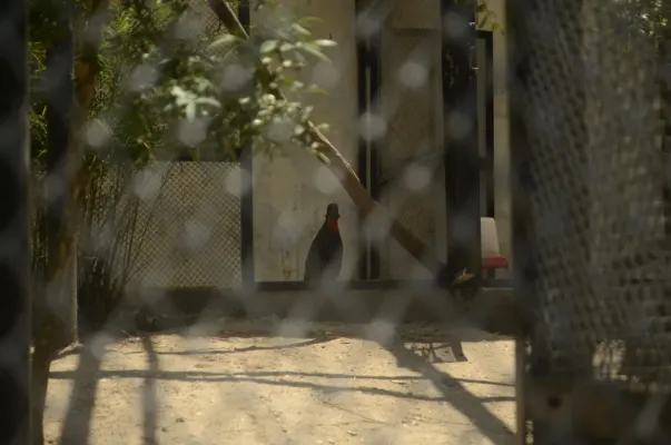File:Captive Western Tragopan Tragopan melanocephalus at Sarahan Pheasantry, Himachal Pradesh JEG8423.jpg