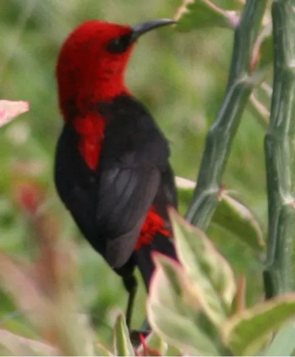 File:Myzomela cardinalis 1.jpg