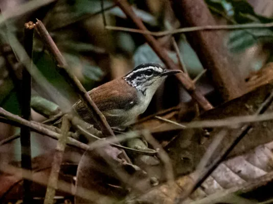 File:Henicorhina leucosticta - White-breasted Wood Wren; Balbina, Amazonas, Brazil.jpg