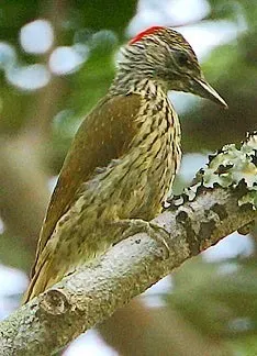 File:Flickr - Rainbirder - Mombasa Woodpecker (Campethera mombassica) (1) (cropped).jpg