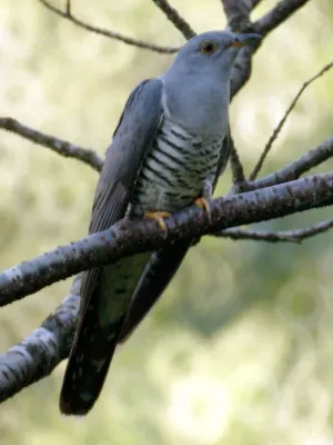 File:Cuculus optatus in Japan.jpg