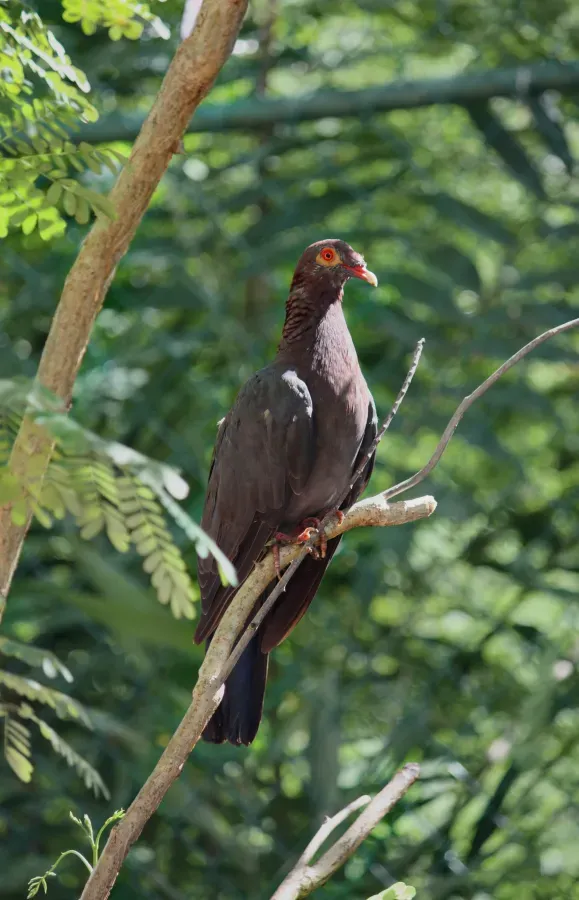 File:Patagioenas squamosa in Barbados a-01.jpg