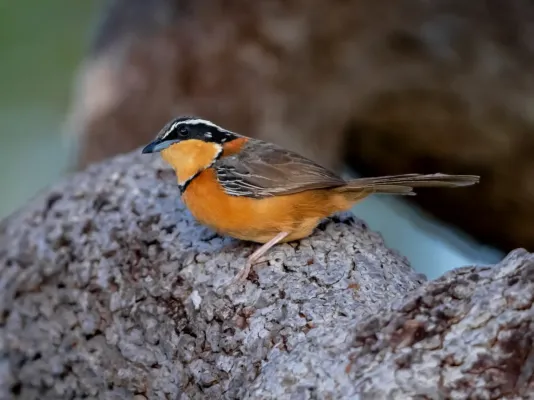 File:Melanopareia bitorquata - Double-collared Crescentchest; Vila Bela da Santissima Trindade, Mato Grosso, Brazil.jpg