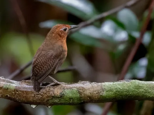 File:Cyphorhinus arada transfluvialis - Musician Wren , Novo Airão, Amazonas, Brazil.jpg