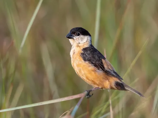 File:Sporophila nigrorufa - Black-and-tawny Seedeater (male); Vila Bela da Santíssima Trindade, Mato Grosso, Brazil.jpg