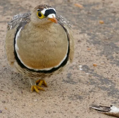 File:Double-banded Sandgrouse (Pterocles bicinctus) male ... (51867359382).jpg