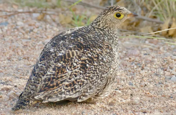 File:Double-banded Sandgrouse (Pterocles bicinctus) female ... (51864245890).jpg