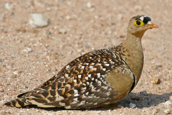 File:Double-banded Sandgrouse (Pterocles bicinctus) male ... (51859735699).jpg