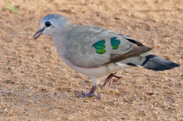 File:Emerald-spotted Wood-Dove (Turtur chalcospilos) (51852833072).jpg
