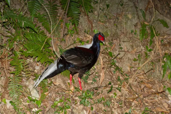 File:2014-03-29 Lophura swinhoii (Swinhoe's Pheasant).jpg