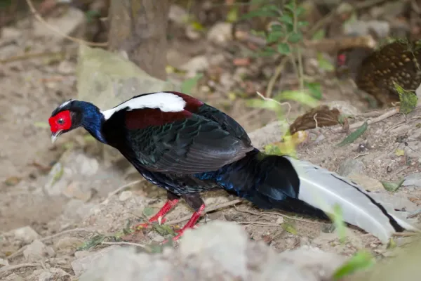 File:2014-03-28 Lophura swinhoii (Swinhoe's Pheasant) 01.jpg
