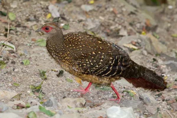 File:2014-03-28 Lophura swinhoii (Swinhoe's Pheasant) 05.jpg