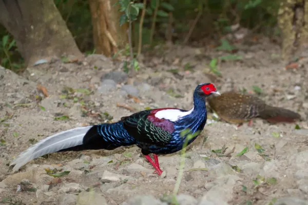 File:2014-03-28 Lophura swinhoii (Swinhoe's Pheasant).jpg