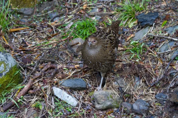 File:2014-03-30 Syrmaticus mikado (Mikado Pheasant) female.jpg