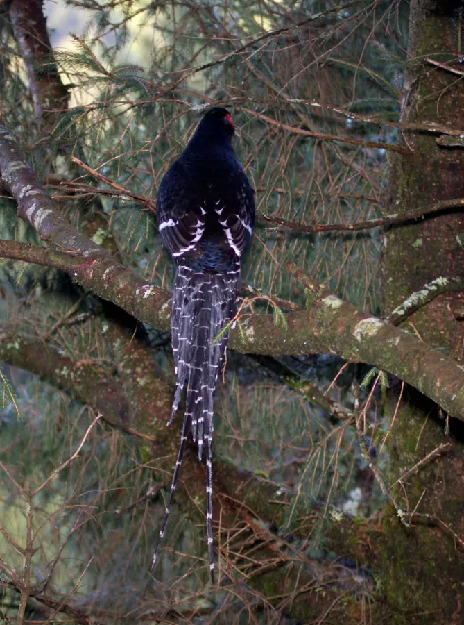 File:2014-03-30 Syrmaticus mikado (Mikado Pheasant) 02.jpg