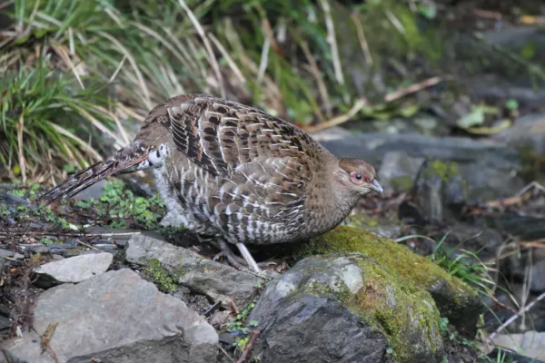 File:2014-03-30 Syrmaticus mikado (Mikado Pheasant) 01.jpg