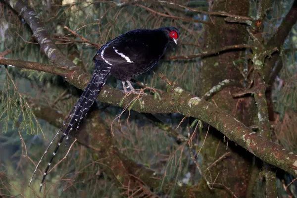 File:2014-03-30 Syrmaticus mikado (Mikado Pheasant) 05.jpg