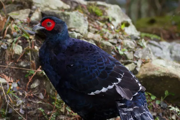 File:2014-03-30 Syrmaticus mikado (Mikado Pheasant) 08.jpg