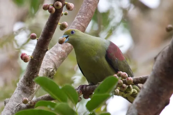 File:2014-04-02 Treron formosae formosae (Whistling Green Pigeon) male 02.jpg