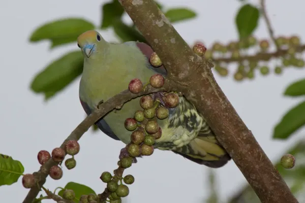 File:2014-04-02 Treron formosae formosae (Whistling Green Pigeon) male 03.jpg