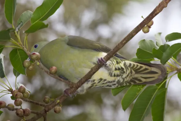 File:2014-04-02 Treron formosae formosae (Whistling Green Pigeon) female.jpg