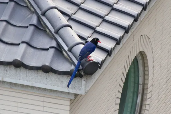 File:2014-03-26 Urocissa caerulea (Taiwan Blue Magpie).jpg