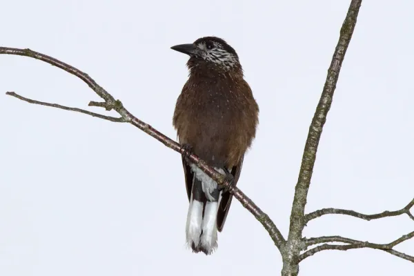 File:2014-03-29 Nucifraga hemispila owstoni (Southern Nutcracker), Taichung County, Taiwan 01.jpg