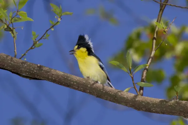 File:2014-03-30 Machlolophus holsti (Yellow Tit) 01.jpg