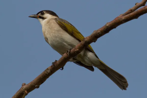 File:2014-04-02 Pycnonotus taivanus (Styan's Bulbul) 01.jpg