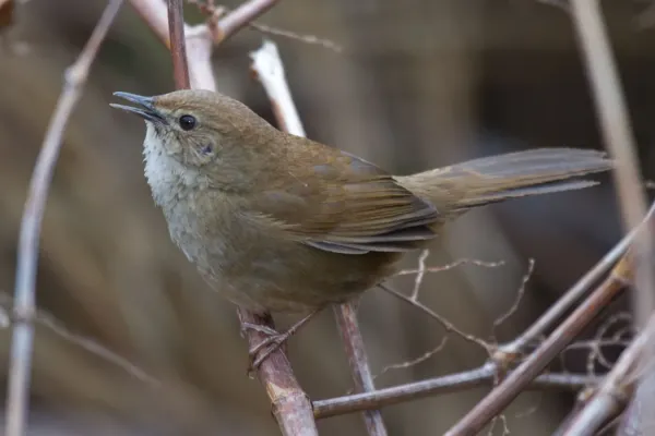 File:2014-03-29 Locustella alishanensis (Taiwan Bush Warbler) 01.jpg