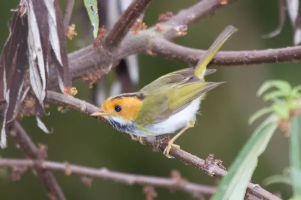 File:2014-03-28 Abroscopus albogularis fulvifacies (Rufous-faced Warbler) 01.jpg