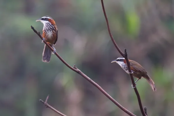 File:2014-03-27 Pomatorhinus musicus (Taiwan Scimitar Babbler) 01.jpg