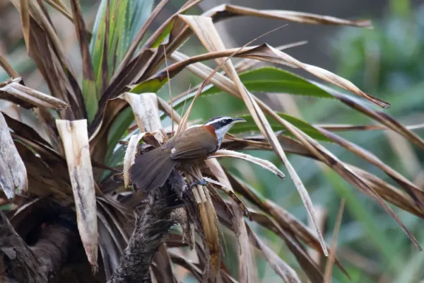 File:2014-03-27 Pomatorhinus musicus (Taiwan Scimitar Babbler).jpg
