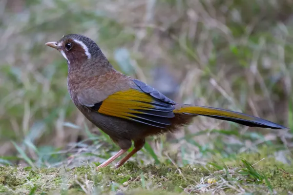 File:2014-03-28 Trochalopteron morrisonianum (White-whiskered Laughingthrush) 01.jpg